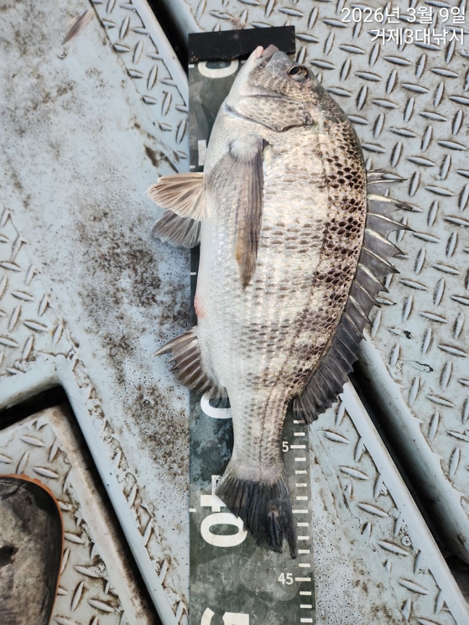 ����ڰ� �ø� �̹���