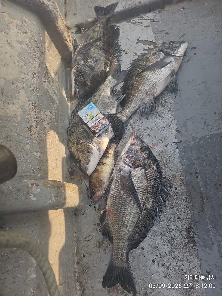 ����ڰ� �ø� �̹���