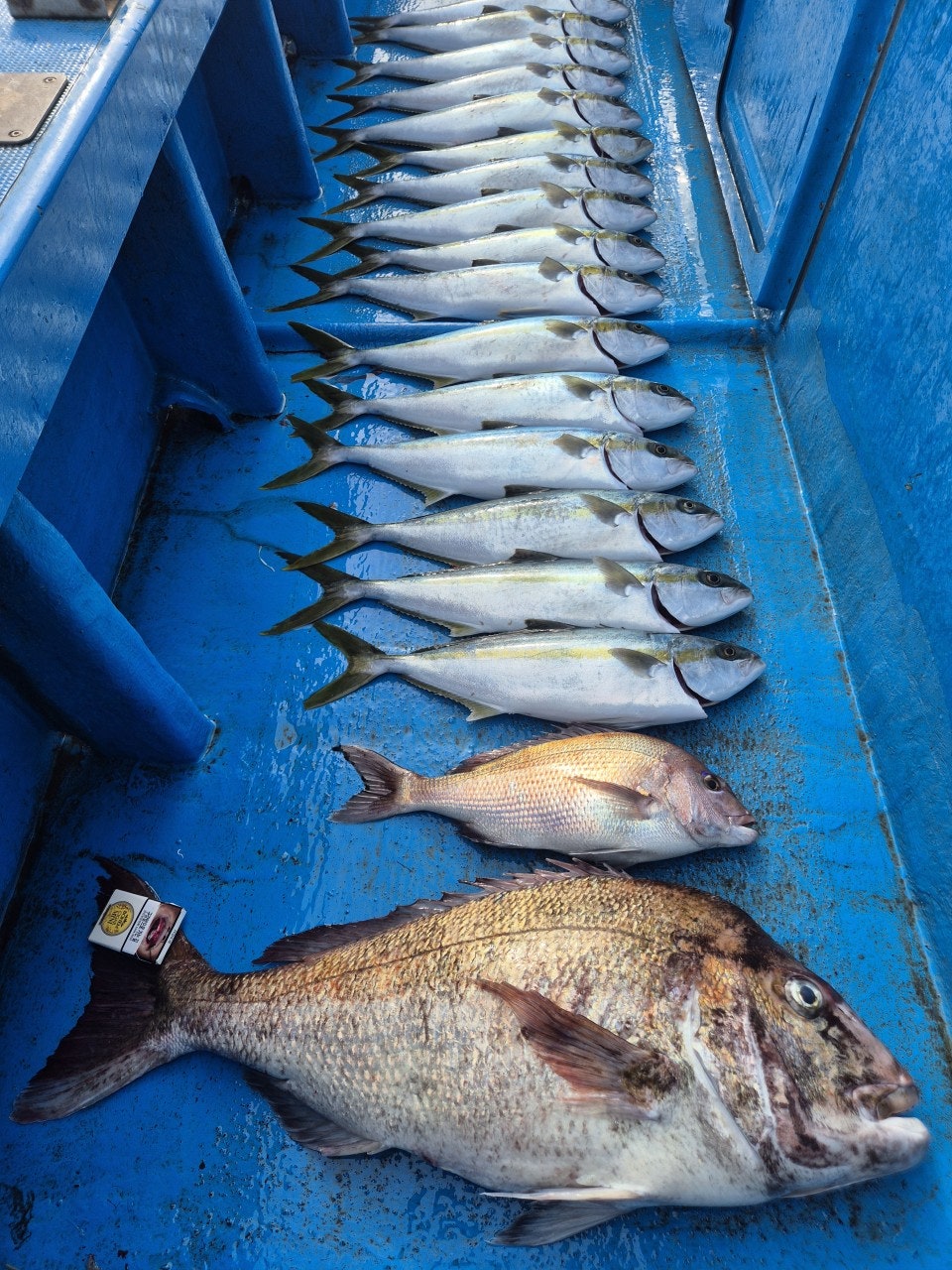 ����ڰ� �ø� �̹���