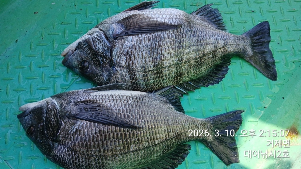 ����ڰ� �ø� �̹���