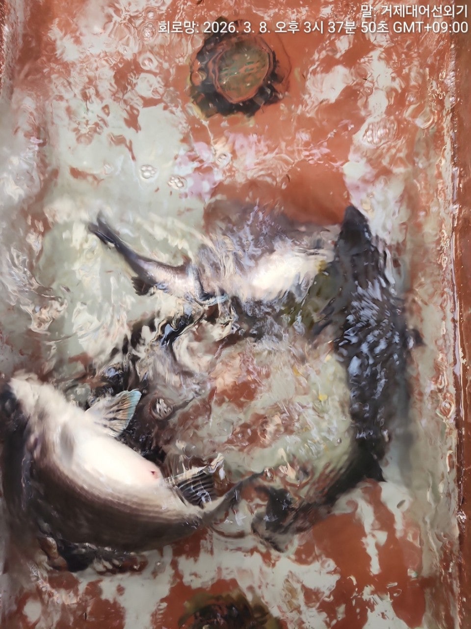 ����ڰ� �ø� �̹���