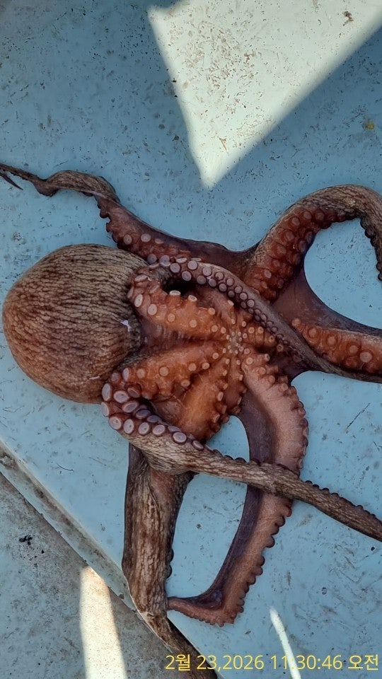 ����ڰ� �ø� �̹���