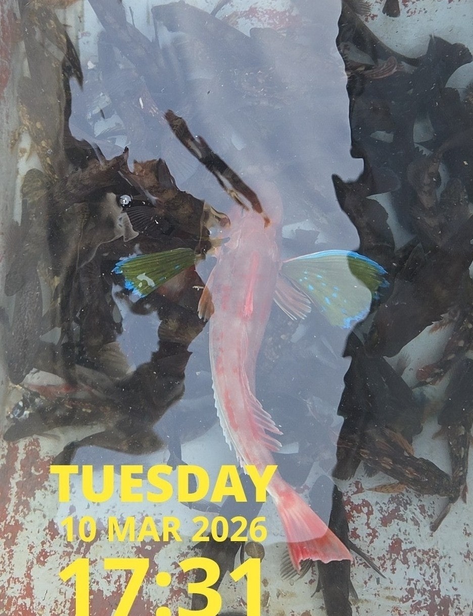 사용자가 올린 이미지