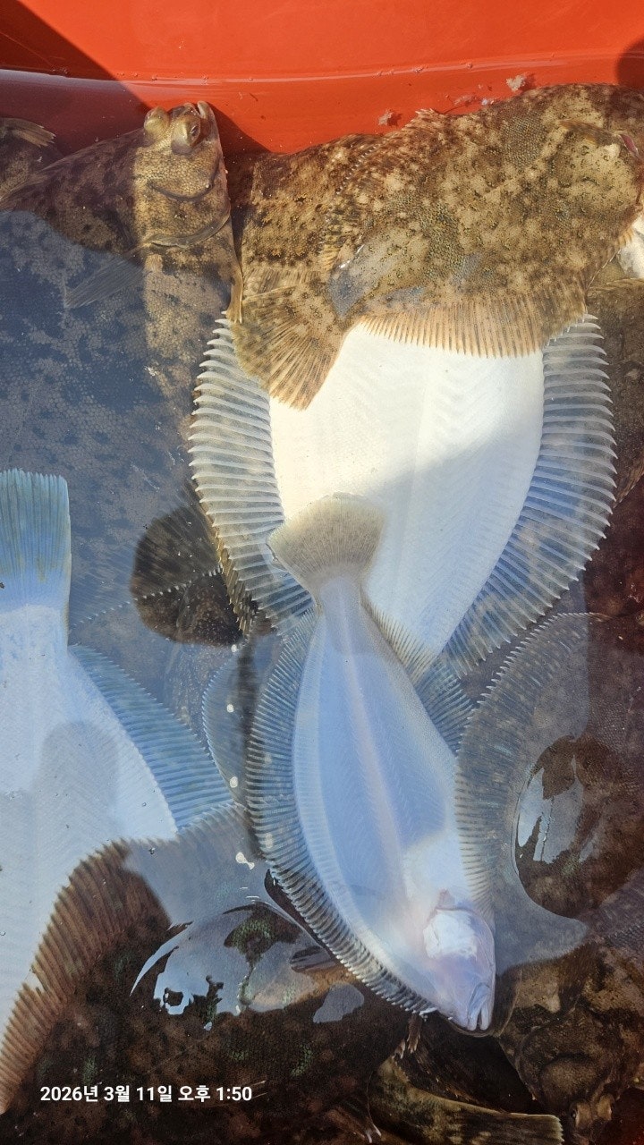 ����ڰ� �ø� �̹���