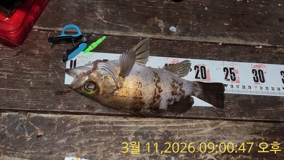 ����ڰ� �ø� �̹���