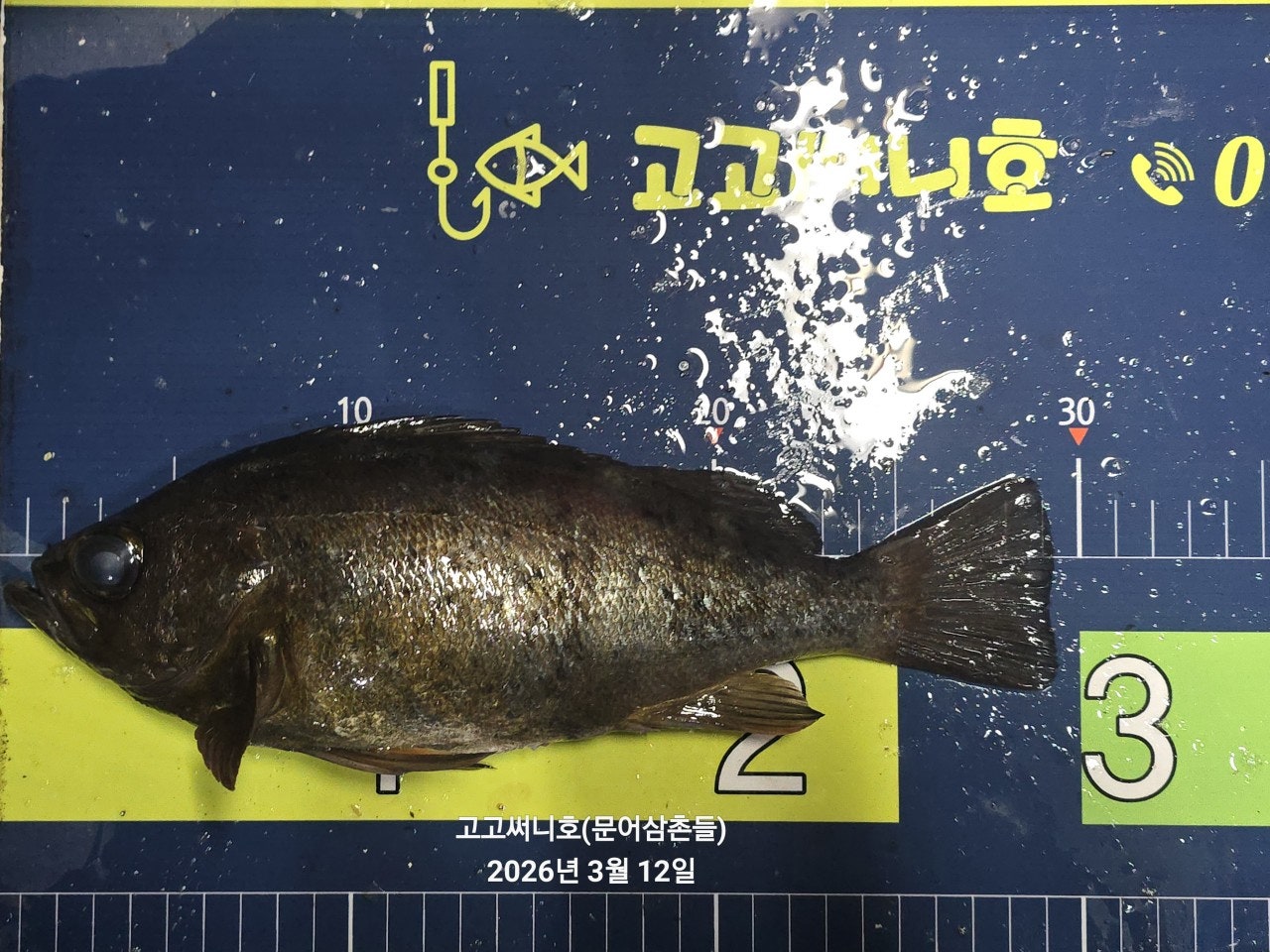 ����ڰ� �ø� �̹���