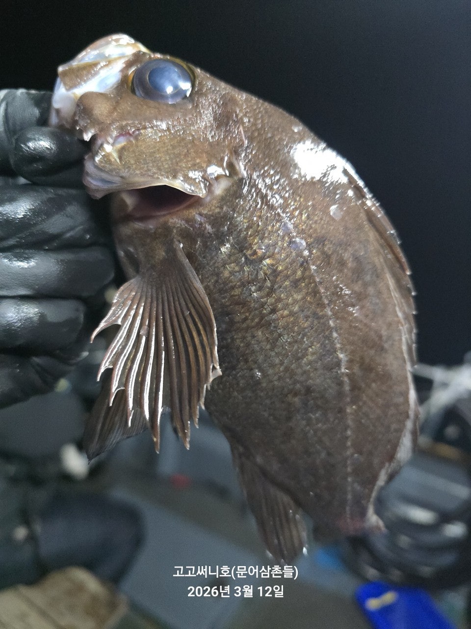 ����ڰ� �ø� �̹���