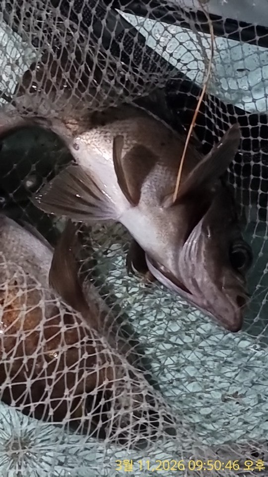 ����ڰ� �ø� �̹���