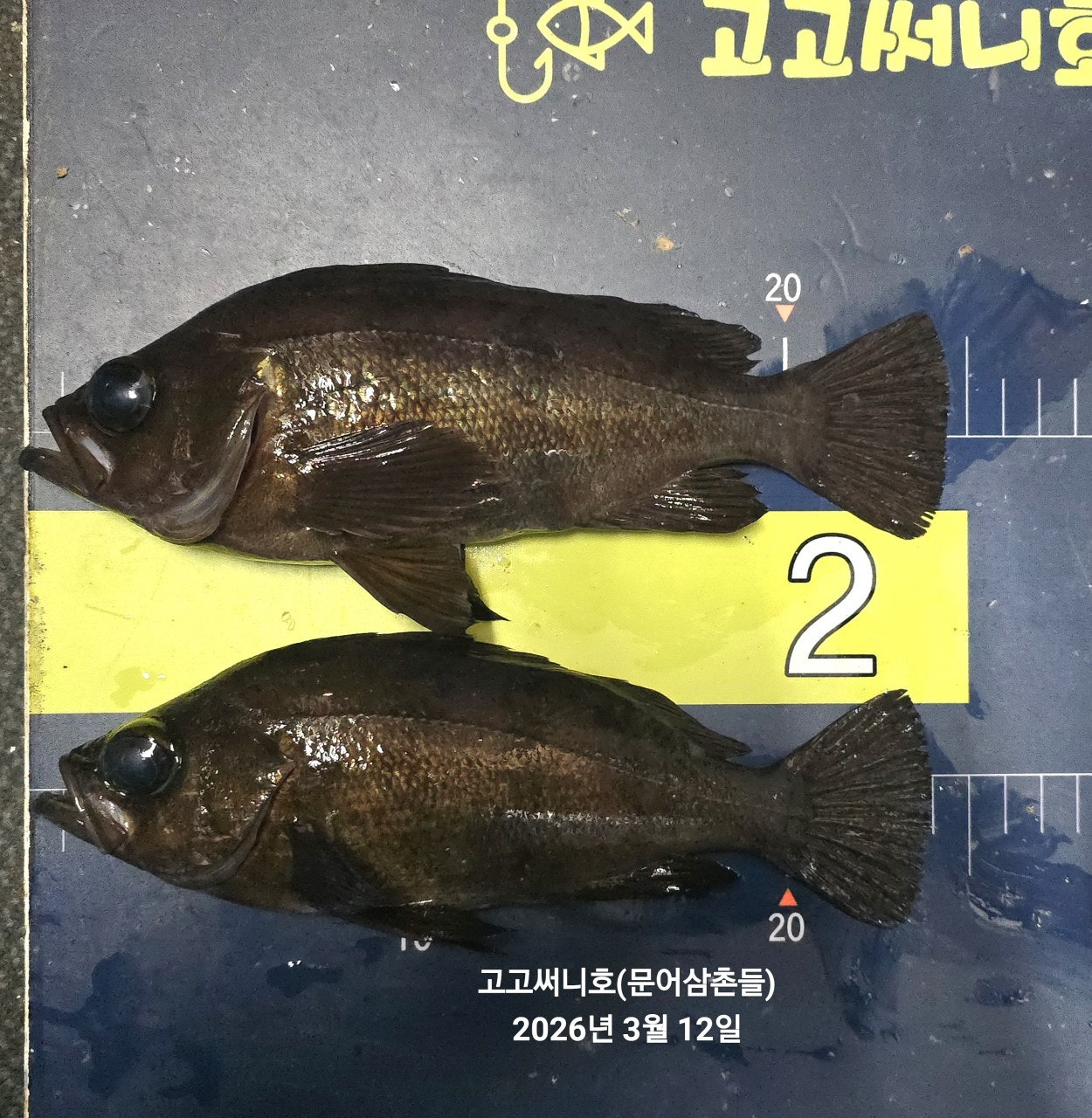 ����ڰ� �ø� �̹���