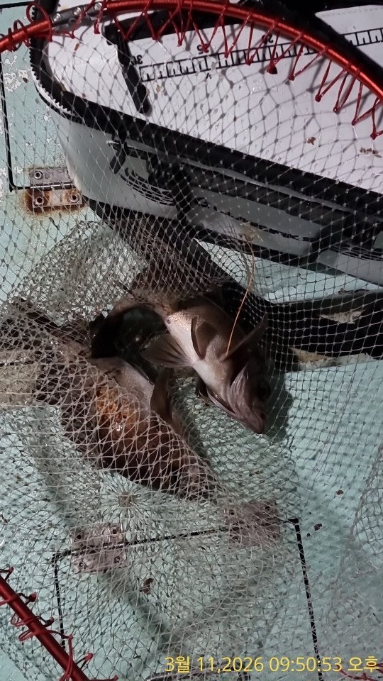 ����ڰ� �ø� �̹���