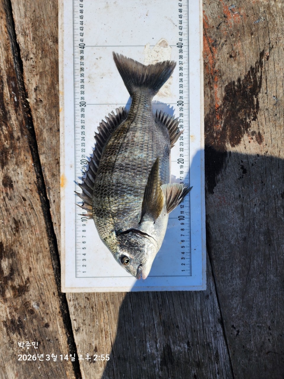 ����ڰ� �ø� �̹���