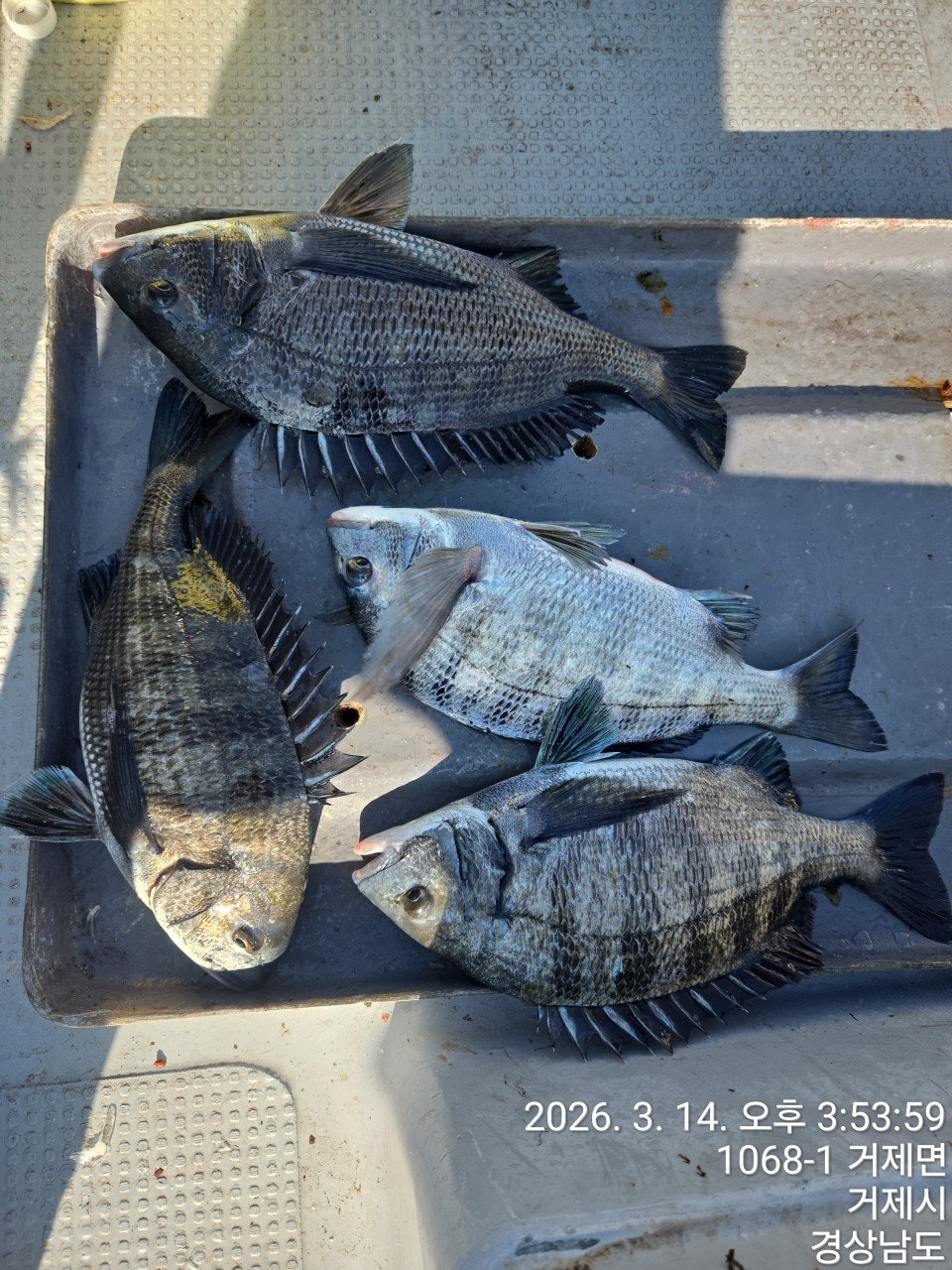 ����ڰ� �ø� �̹���