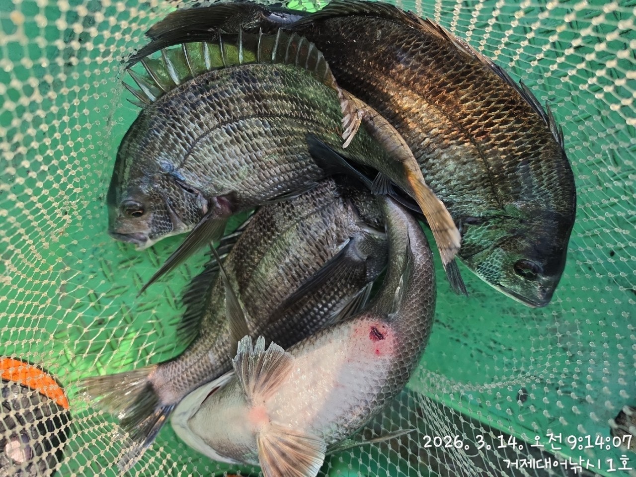 ����ڰ� �ø� �̹���