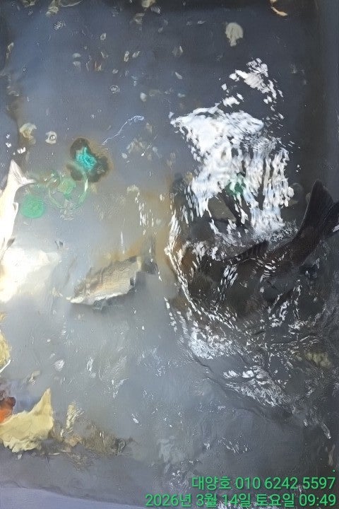 ����ڰ� �ø� �̹���