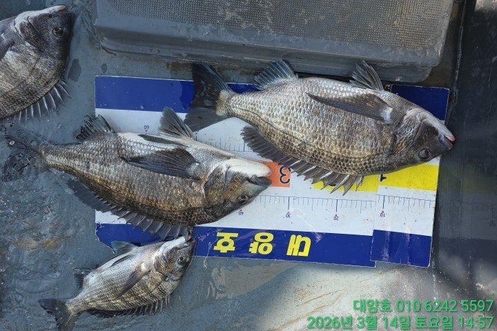 ����ڰ� �ø� �̹���