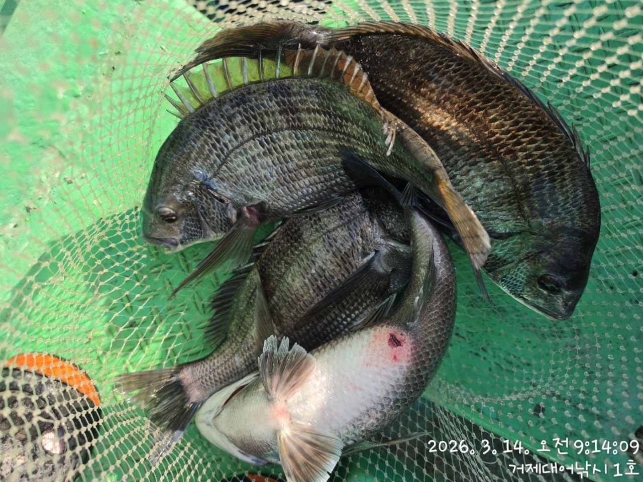 ����ڰ� �ø� �̹���