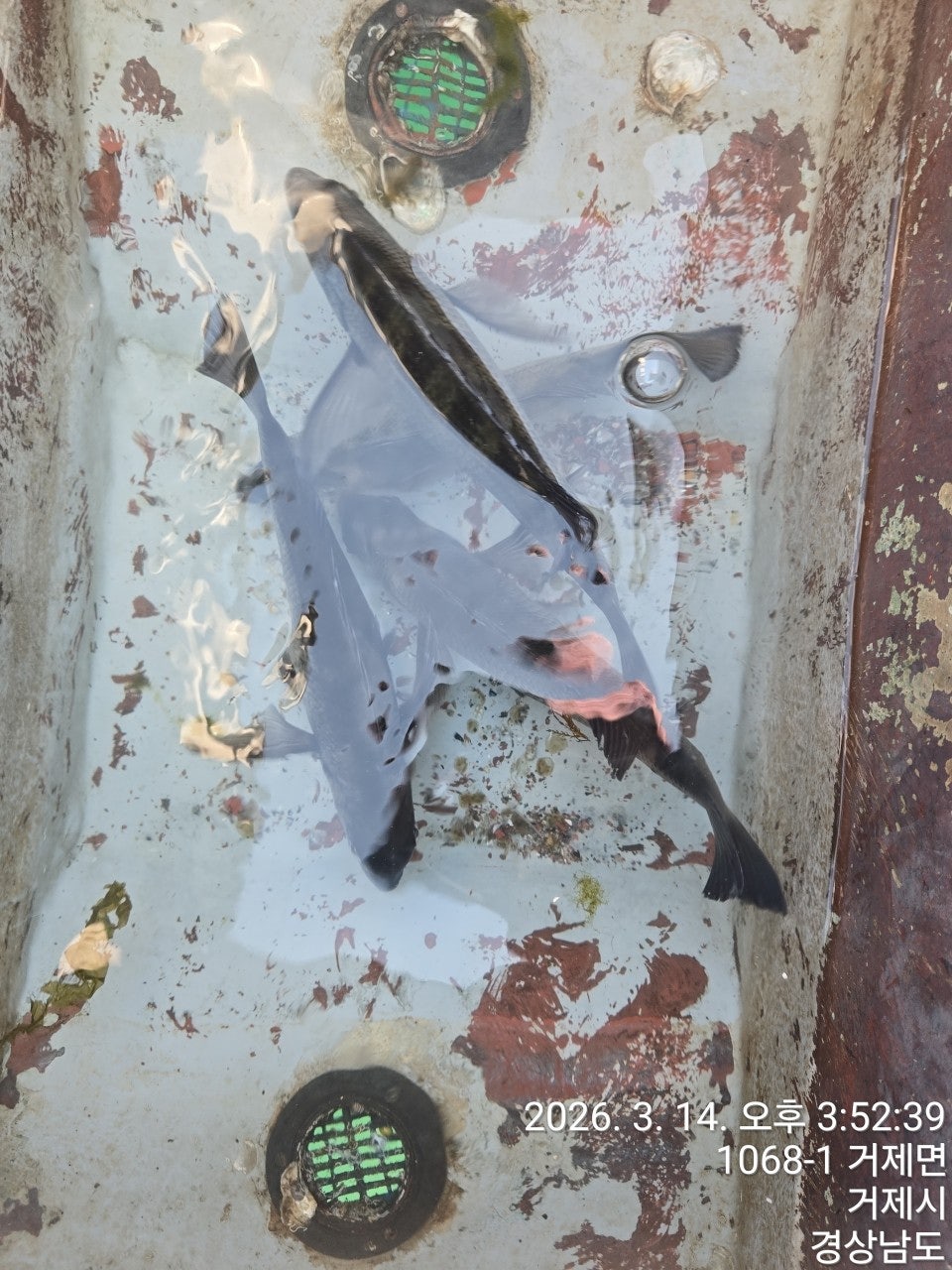 ����ڰ� �ø� �̹���