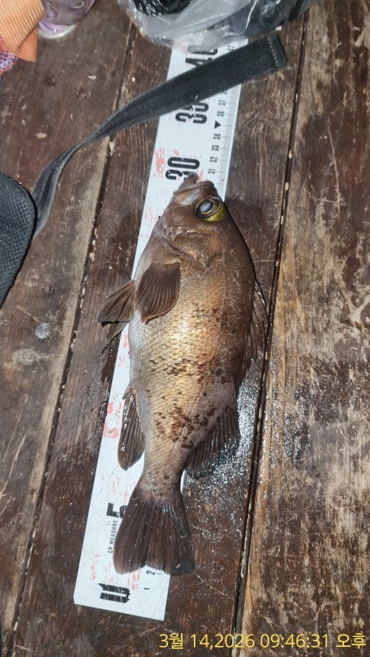 ����ڰ� �ø� �̹���