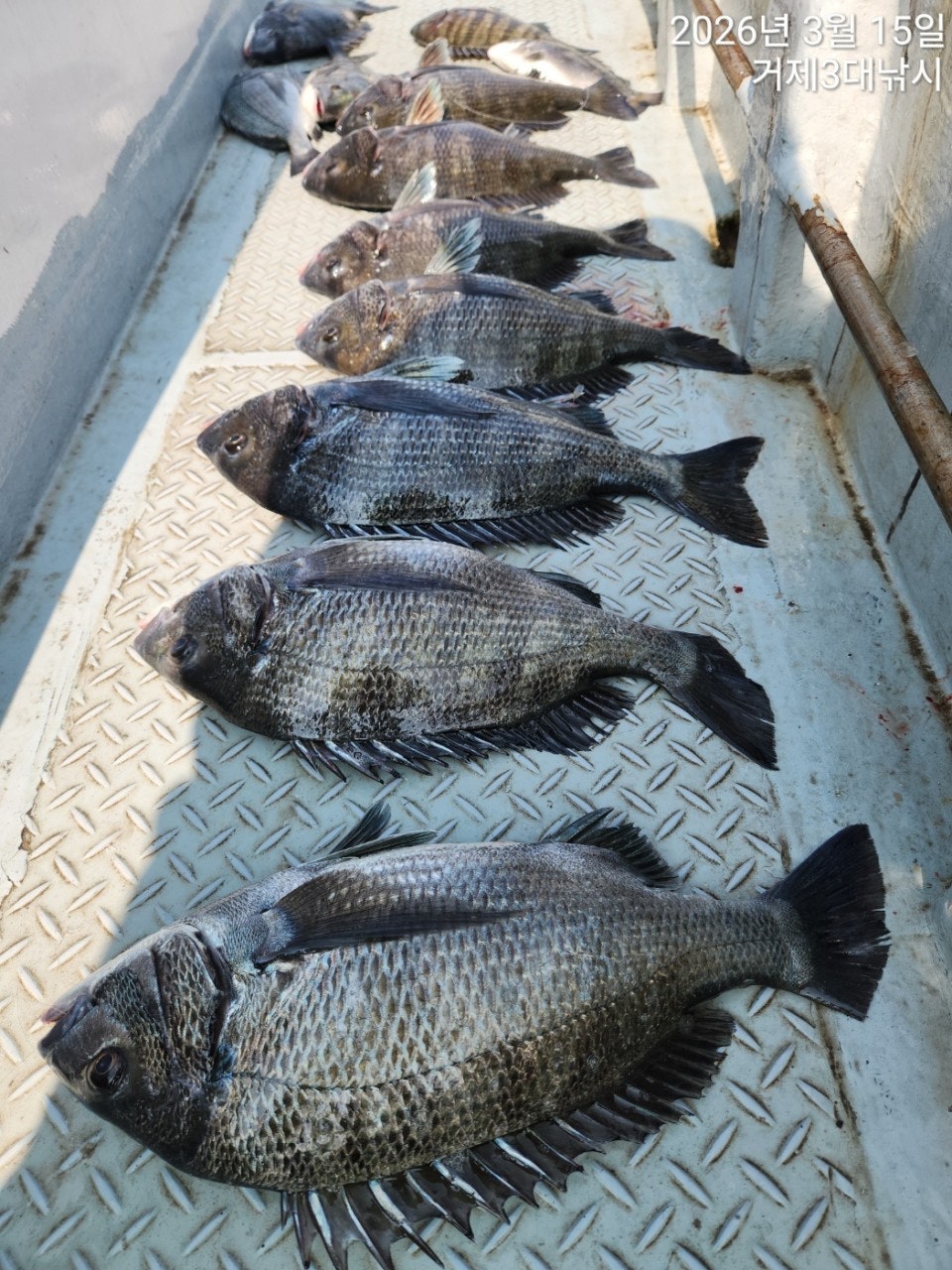 ����ڰ� �ø� �̹���