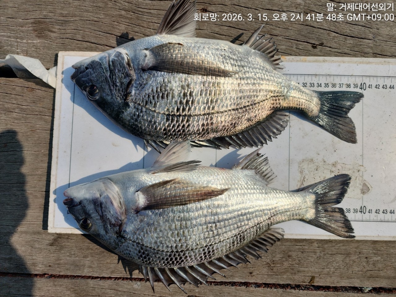 ����ڰ� �ø� �̹���