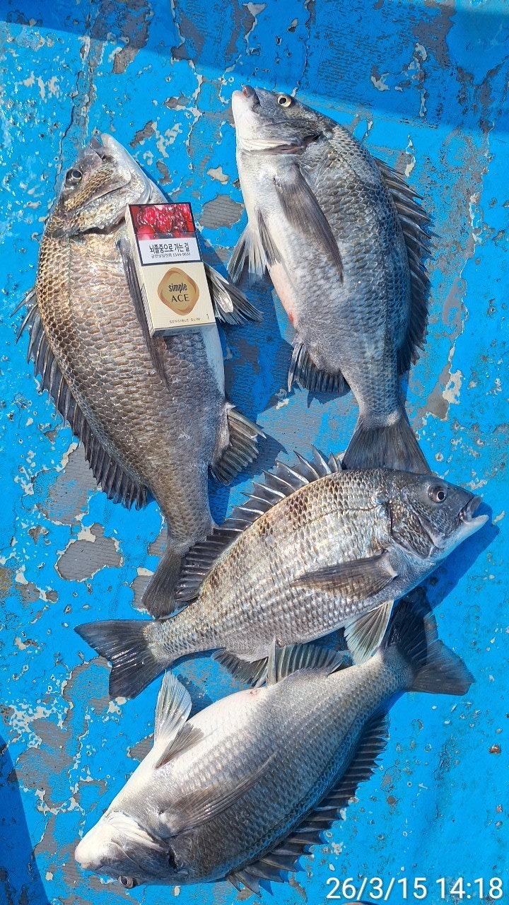 ����ڰ� �ø� �̹���