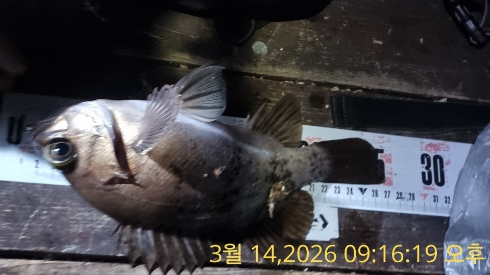 ����ڰ� �ø� �̹���