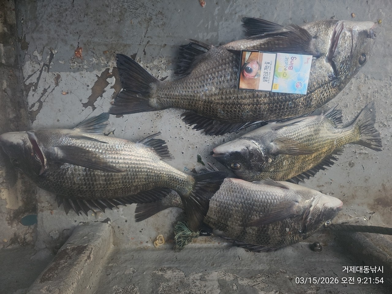 ����ڰ� �ø� �̹���