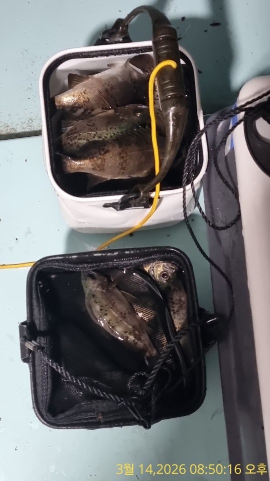 ����ڰ� �ø� �̹���