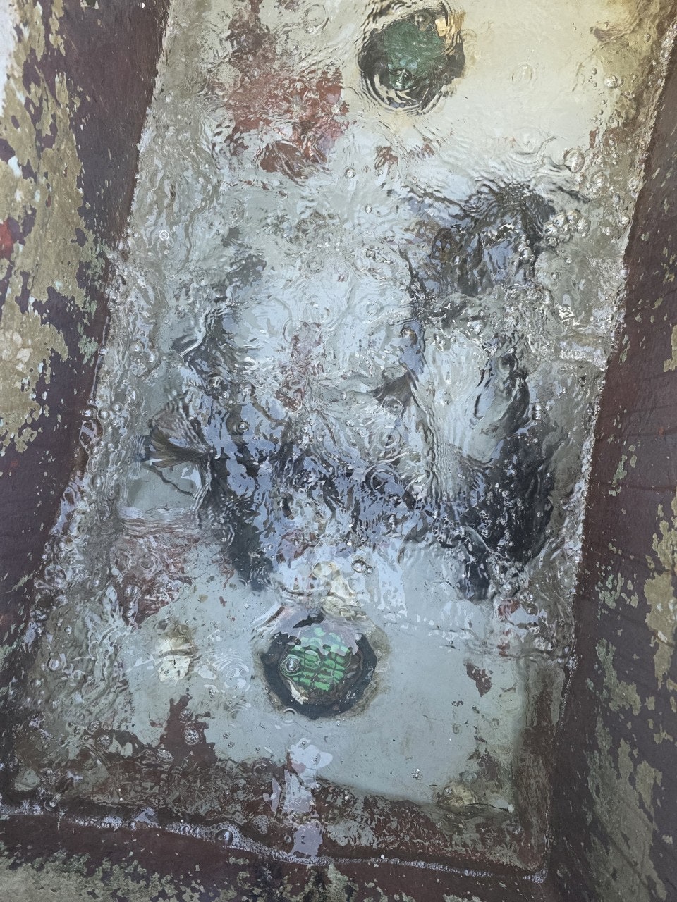 ����ڰ� �ø� �̹���