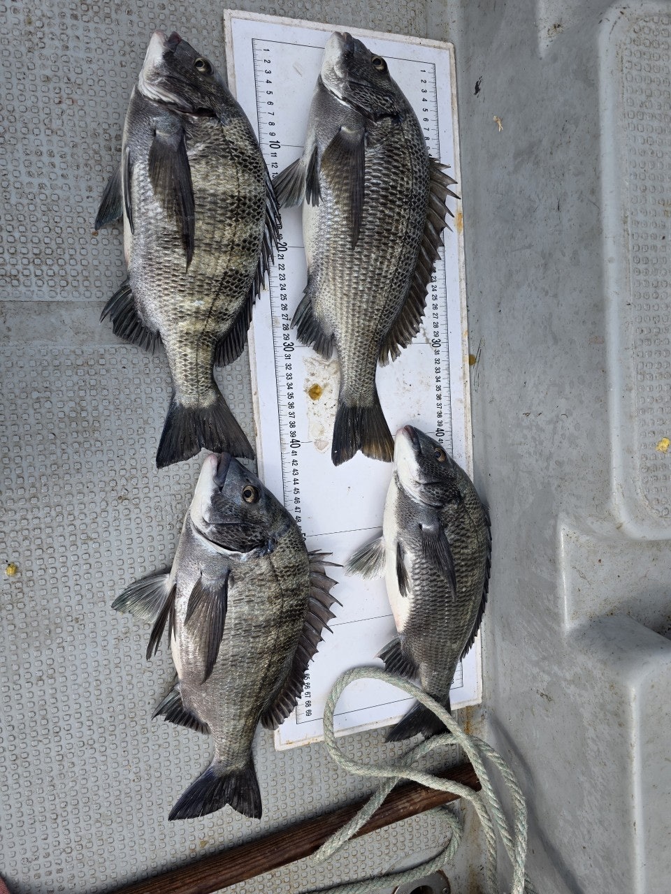 ����ڰ� �ø� �̹���