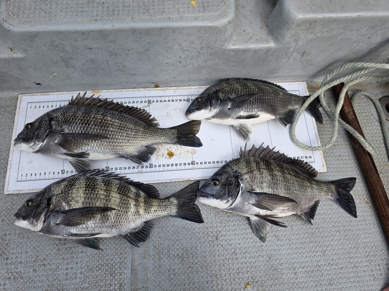 ����ڰ� �ø� �̹���