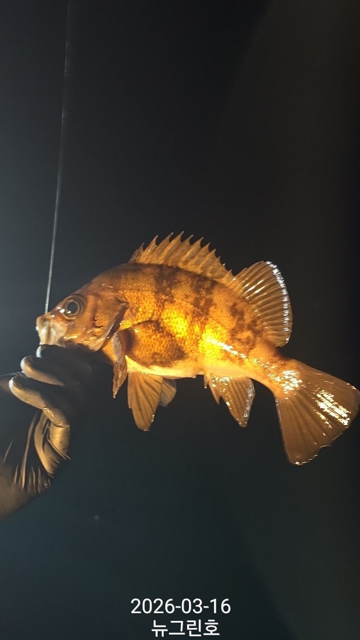 ����ڰ� �ø� �̹���