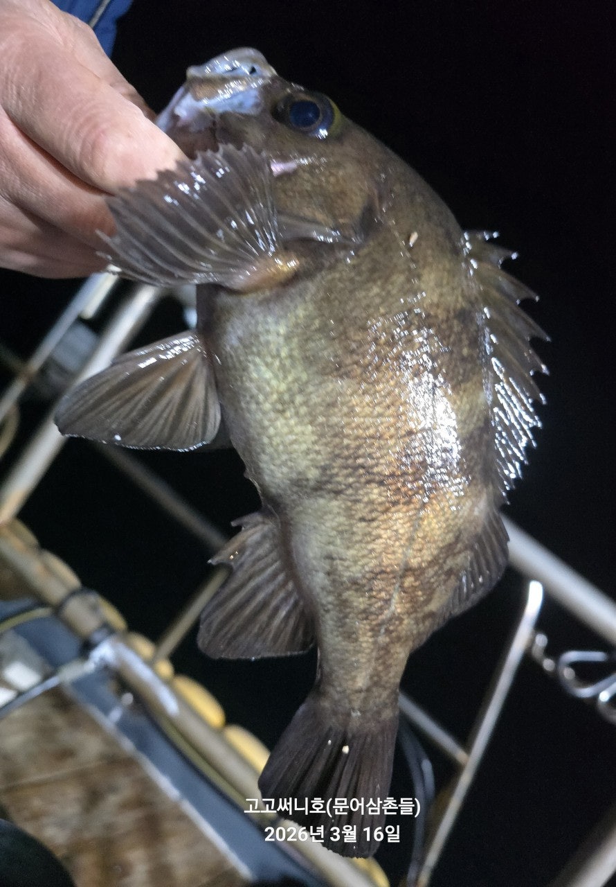 ����ڰ� �ø� �̹���