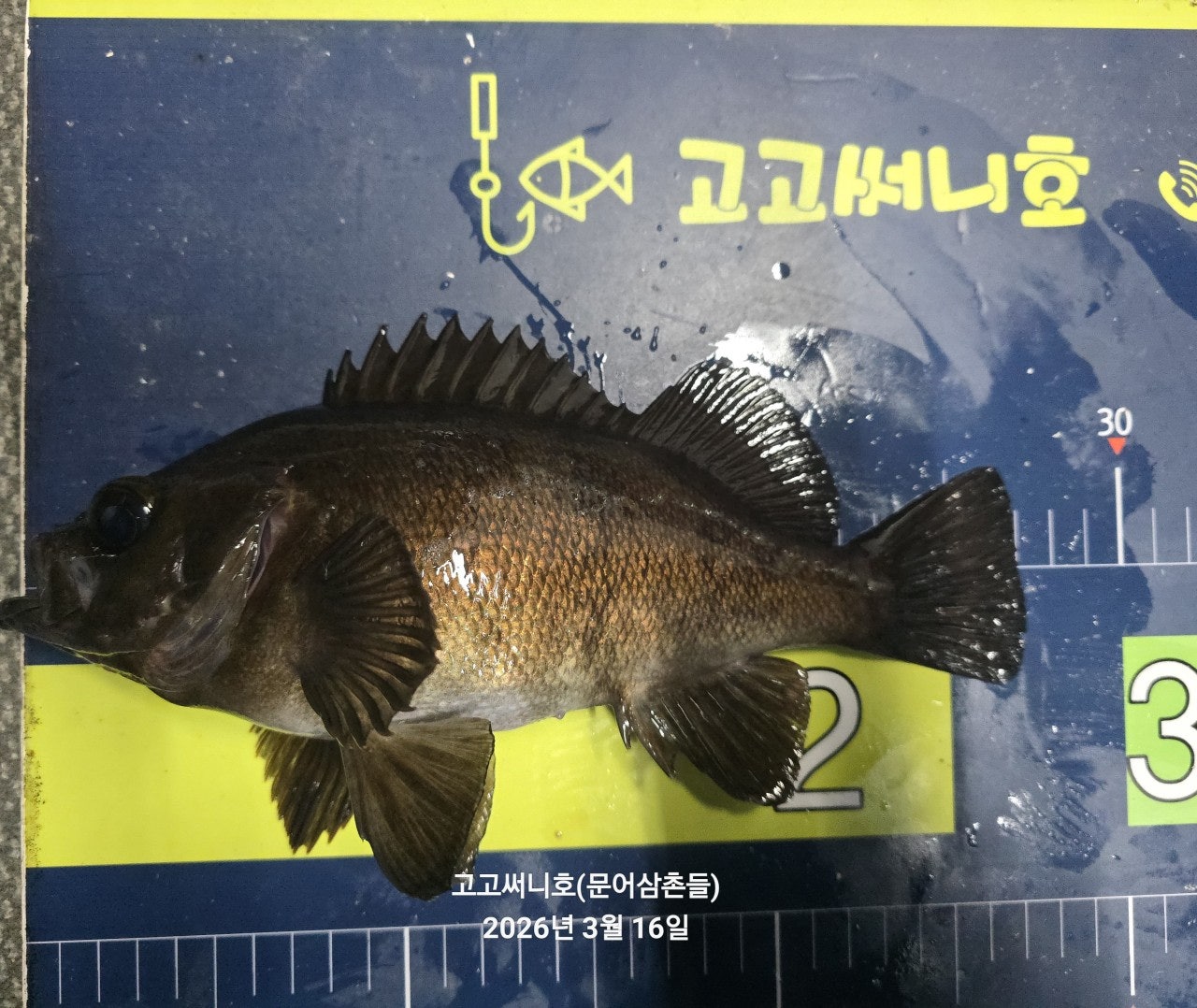 ����ڰ� �ø� �̹���