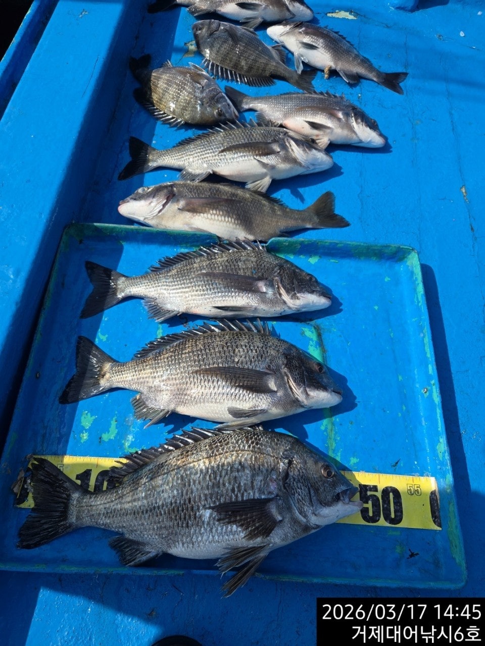 ����ڰ� �ø� �̹���