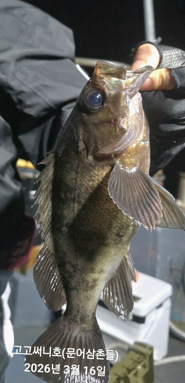 ����ڰ� �ø� �̹���