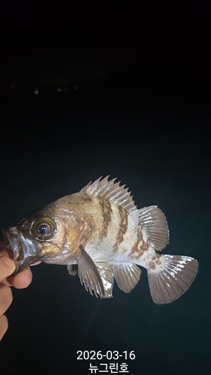 ����ڰ� �ø� �̹���