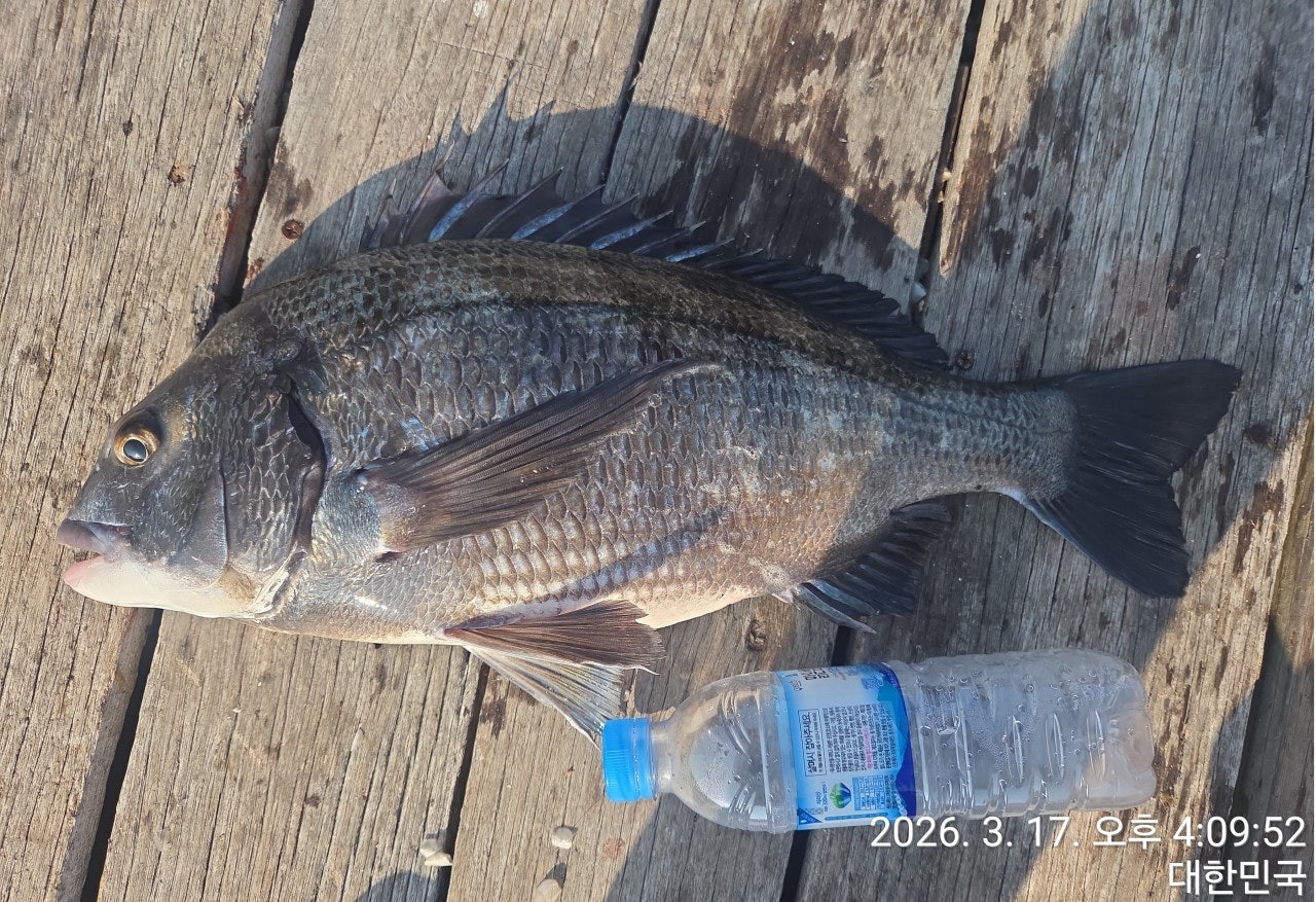 ����ڰ� �ø� �̹���