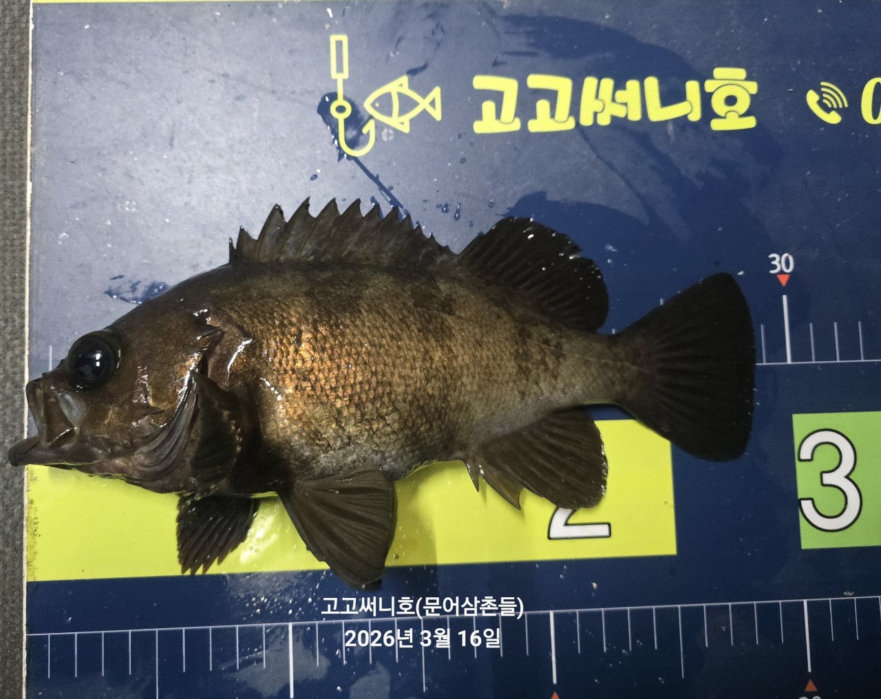 ����ڰ� �ø� �̹���