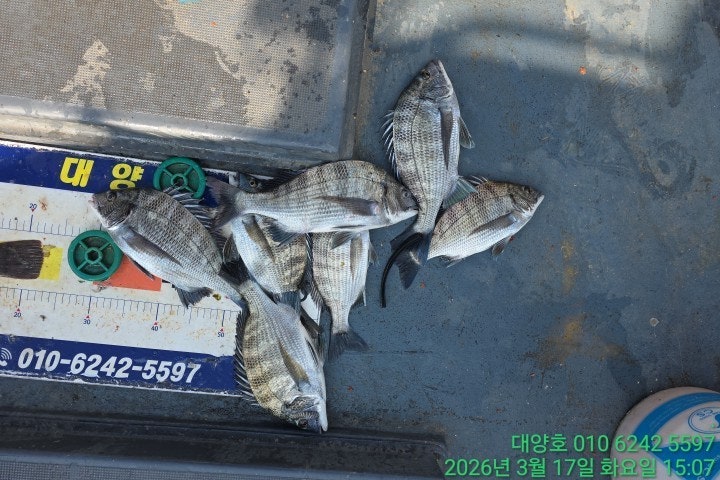 ����ڰ� �ø� �̹���