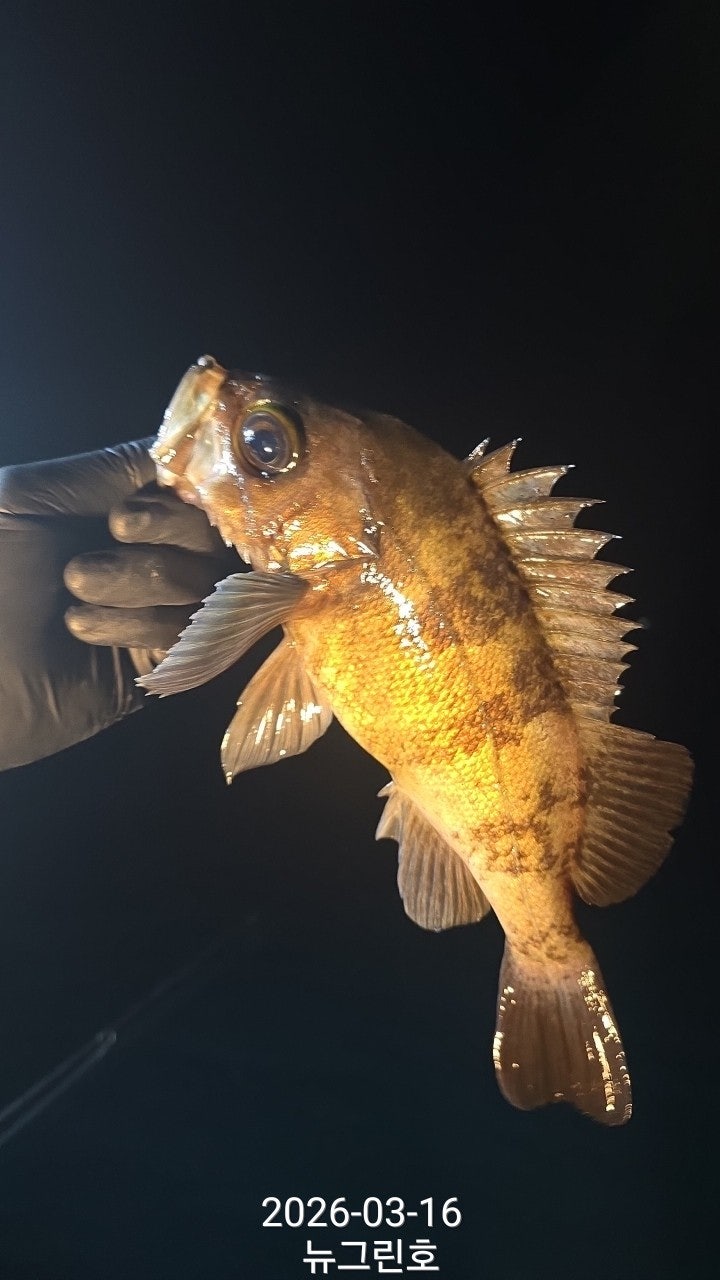 ����ڰ� �ø� �̹���