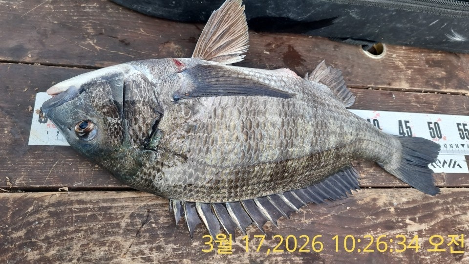 ����ڰ� �ø� �̹���