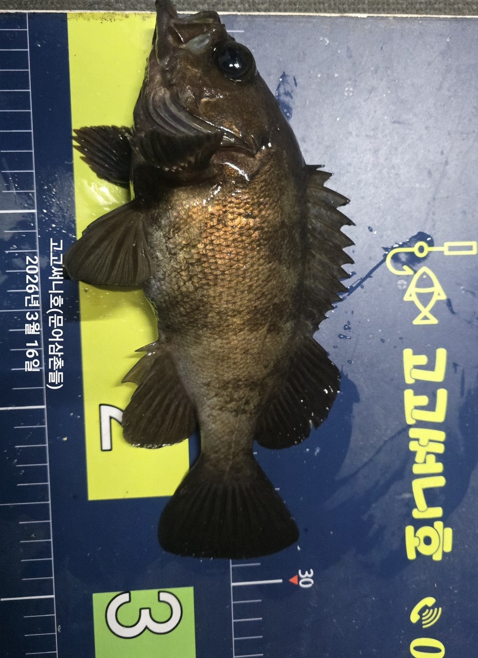 ����ڰ� �ø� �̹���