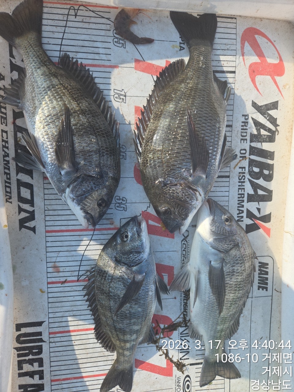 ����ڰ� �ø� �̹���