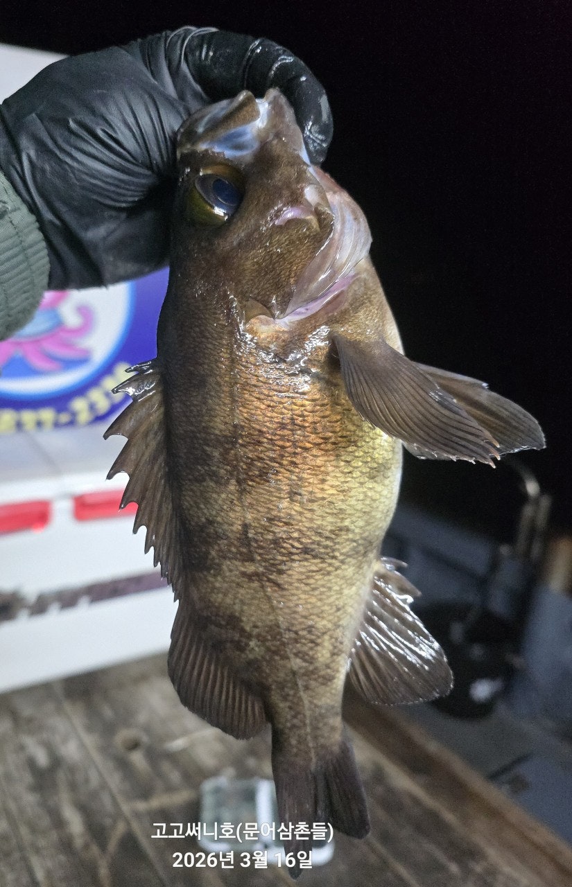 ����ڰ� �ø� �̹���