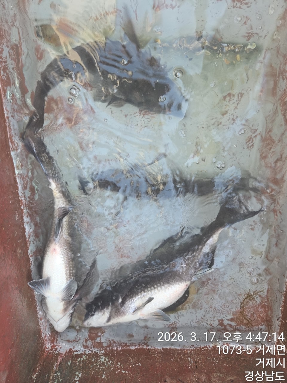 ����ڰ� �ø� �̹���