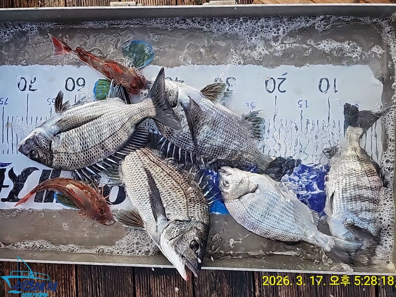 사용자가 올린 이미지