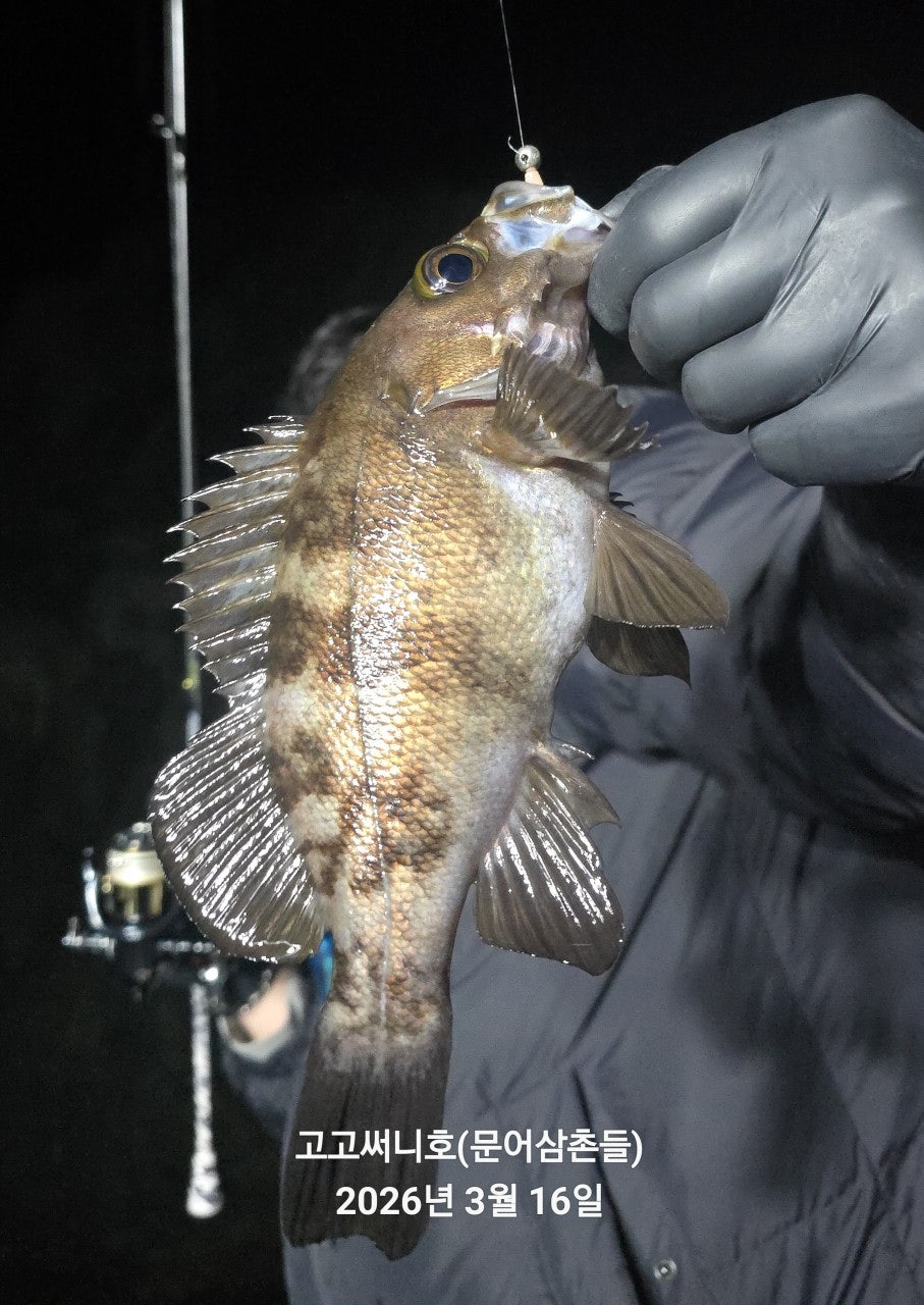 ����ڰ� �ø� �̹���