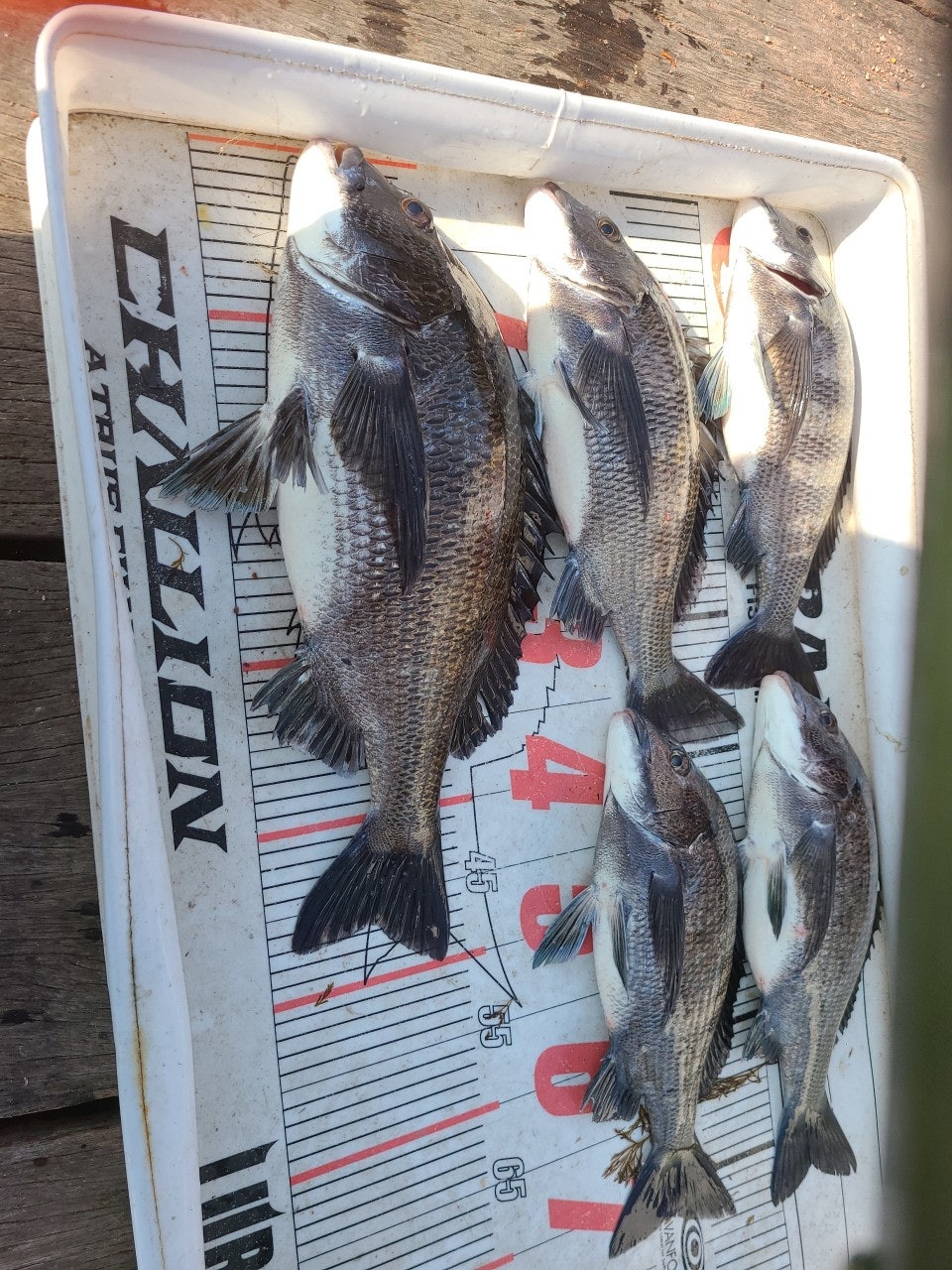 ����ڰ� �ø� �̹���