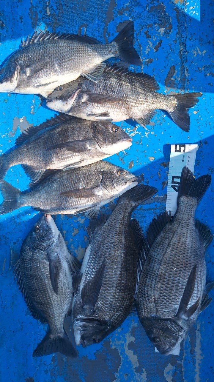 ����ڰ� �ø� �̹���